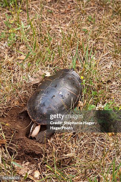 turtle laying eggs - oeuf de tortue photos et images de collection
