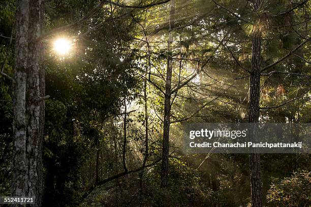 morning sun ray penetrating trees - penetrating stock pictures, royalty-free photos & images