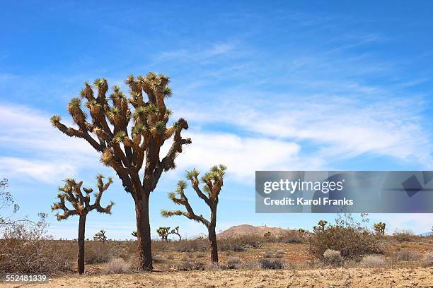 joshua tree trio - lancaster california stockfoto's en -beelden