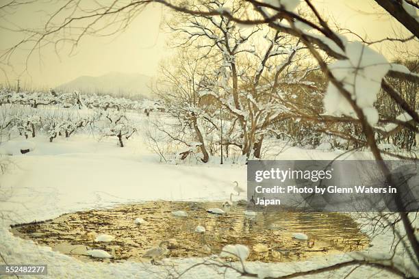 swans in japan - hirosaki stock pictures, royalty-free photos & images