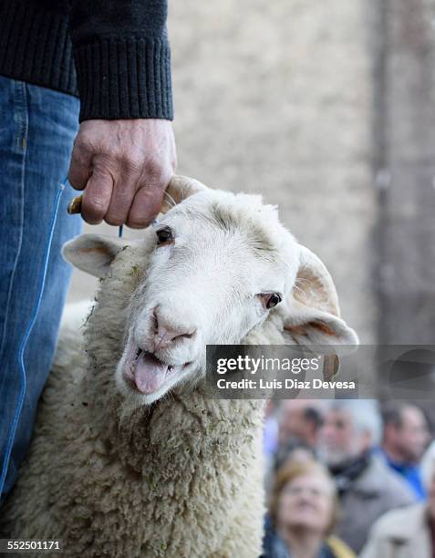 san benito de lores auction. - goat pen stock pictures, royalty-free photos & images