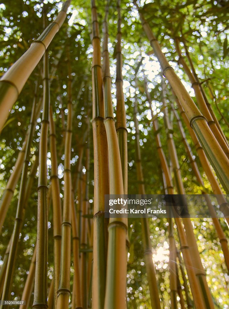 Looking up through tall bamboo