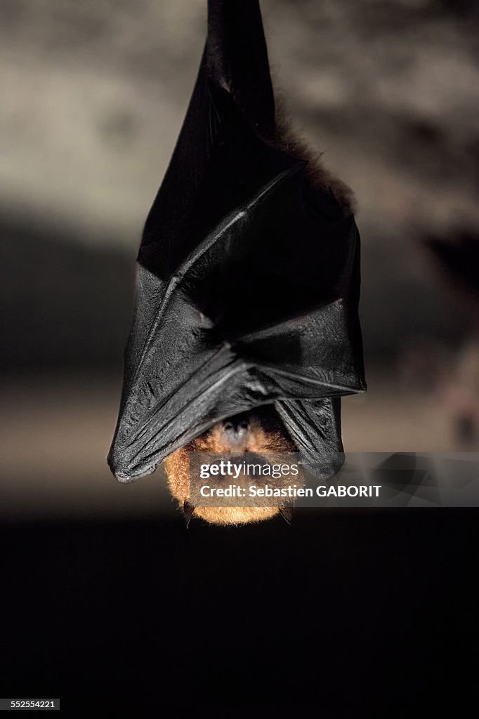 Chauve souris bat