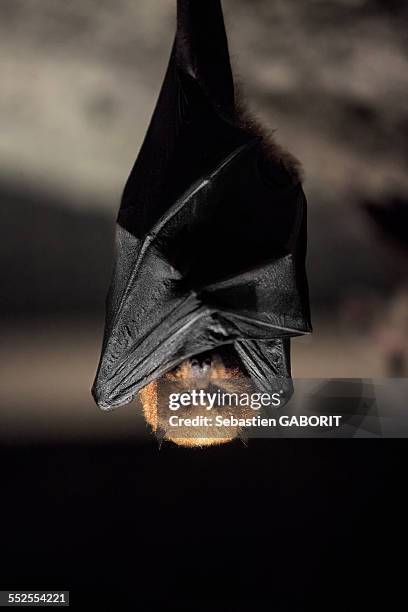 chauve souris bat - fladdermus bildbanksfoton och bilder