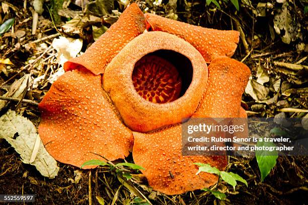 rafflesia - rafflesia stock-fotos und bilder