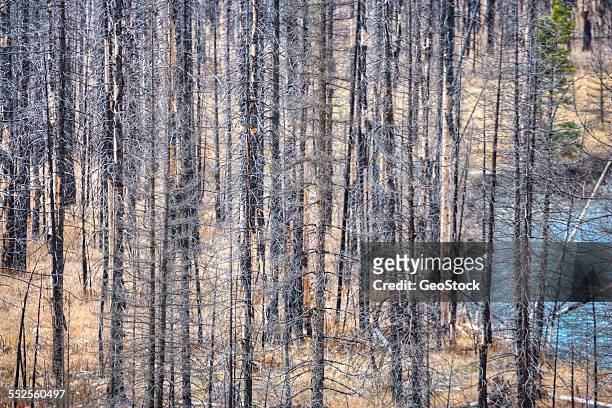dead trees as a result of fire - can't see the wood for the trees stock pictures, royalty-free photos & images