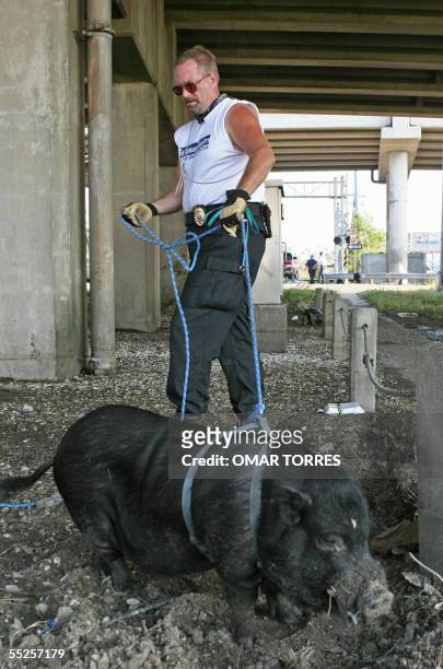 New Orleans, UNITED STATES: Jeff Eyre, a volunteer with the Humane Society of the USA, leashes a pig found beneath Interstate 10 to take to the...