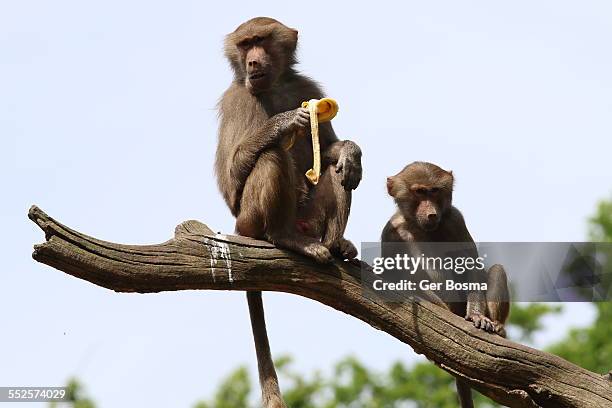 baboon goes bananas - ape eating banana stock pictures, royalty-free photos & images