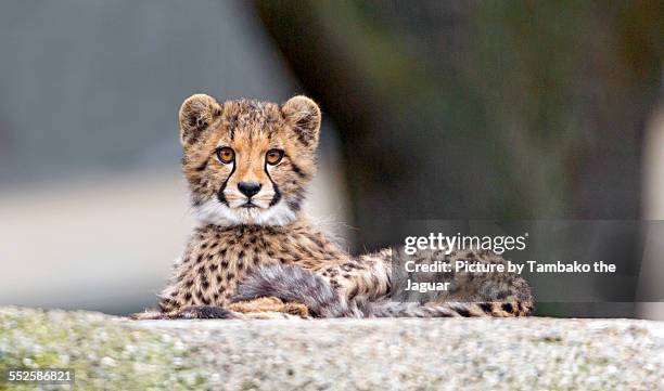 lying cheetah cub - cheetah cub stock pictures, royalty-free photos & images