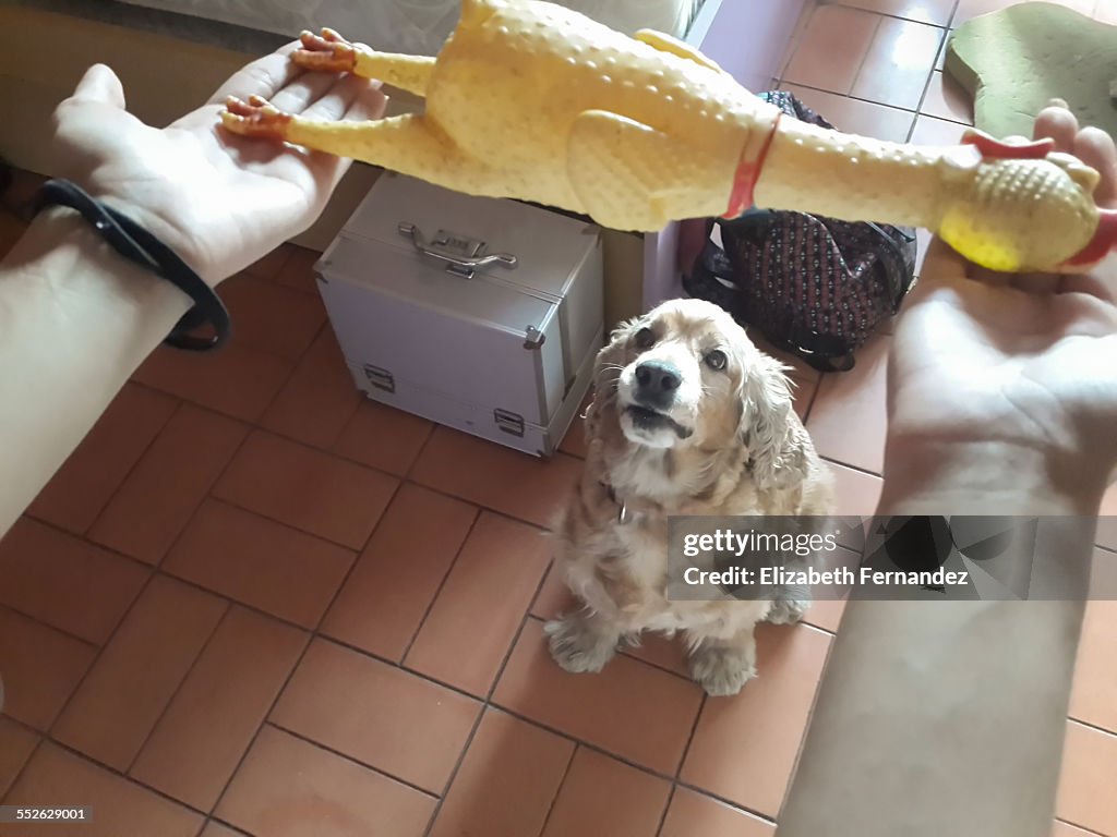 POV - Pets