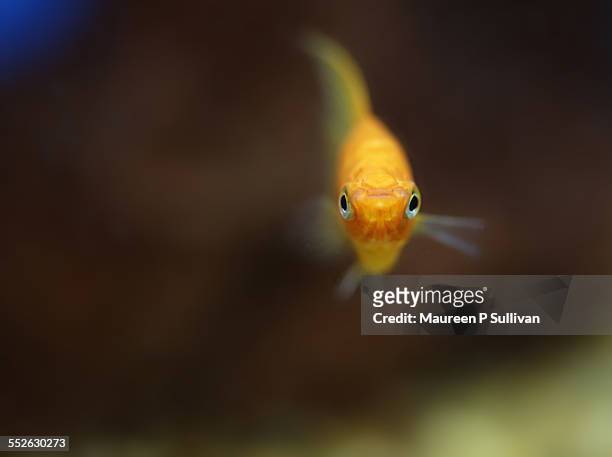 an aquarium of your own - guppy fish stock pictures, royalty-free photos & images