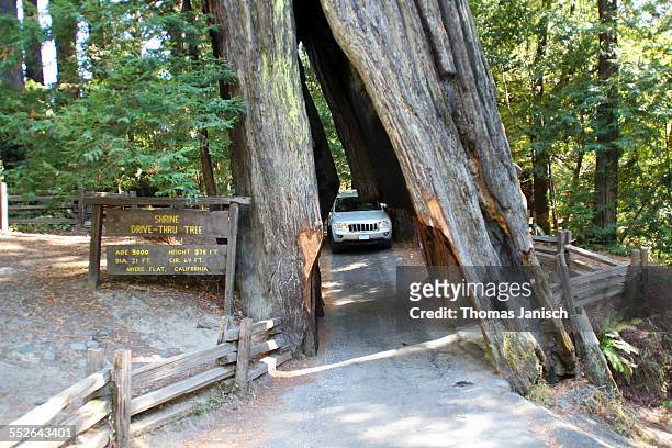 Shrine drive-thru tree, Avenue of Giants, Humboldt Redwoods State Park, California
