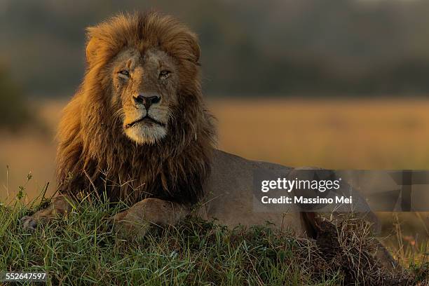 lion at sunrise - sunrise lions stock pictures, royalty-free photos & images