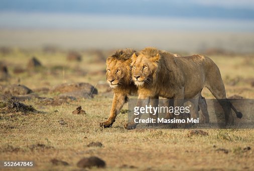 669 Lion Brothers Photos and Premium High Res Pictures - Getty Images