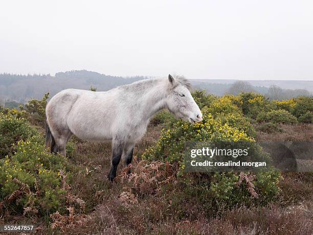227 Eclipse (Horse) Stock Photos, HighRes Pictures, and Images Getty
