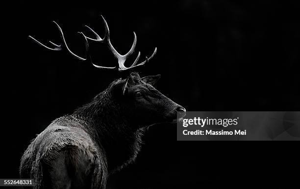 the deer soul - hirsch stock-fotos und bilder