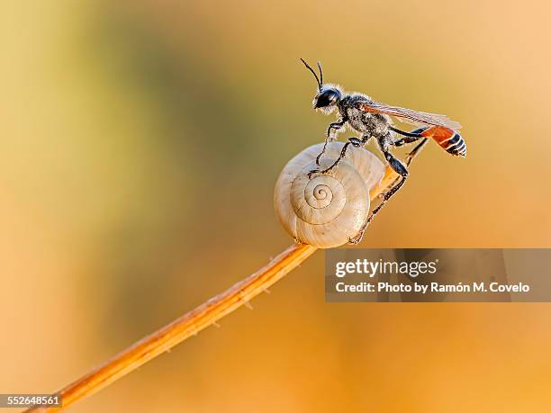 2,829 毒針 Stock Photos, High-Res Pictures, and Images - Getty Images