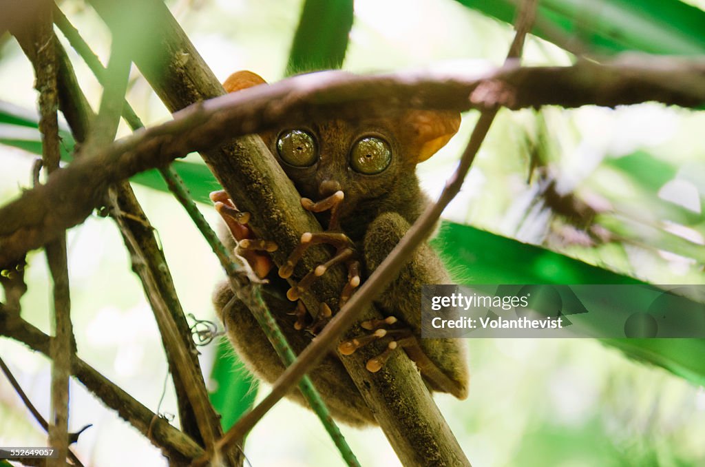 Cute tarsier with eyes wide open on a branch.