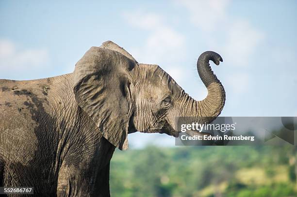 trunk show - elephant on black stock pictures, royalty-free photos & images