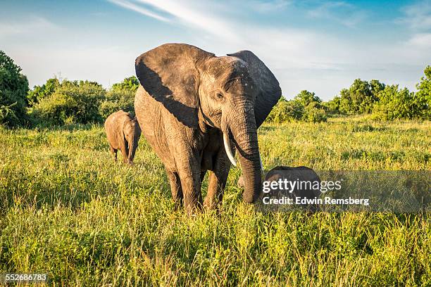 mother and child - chobe national park stock pictures, royalty-free photos & images