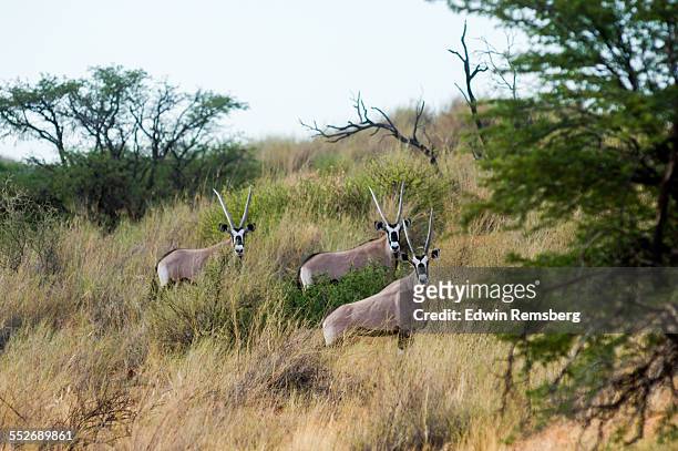 staring gemsbok - oryx stock pictures, royalty-free photos & images