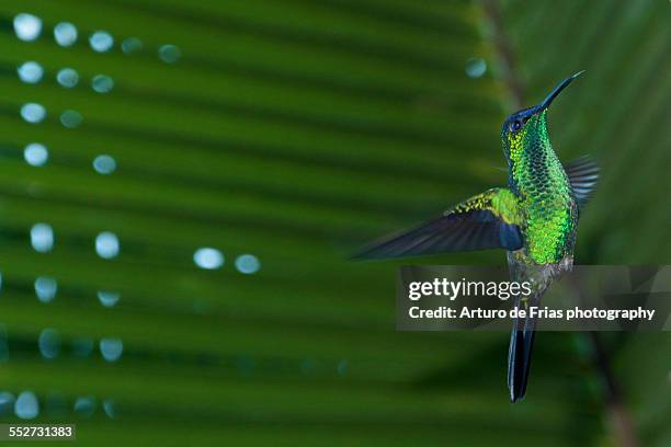 violet-capped woodnymph hummingbird in brazil - violet capped woodnymph stock pictures, royalty-free photos & images