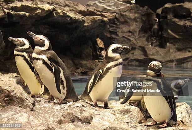 penguins - japan penguin stock pictures, royalty-free photos & images