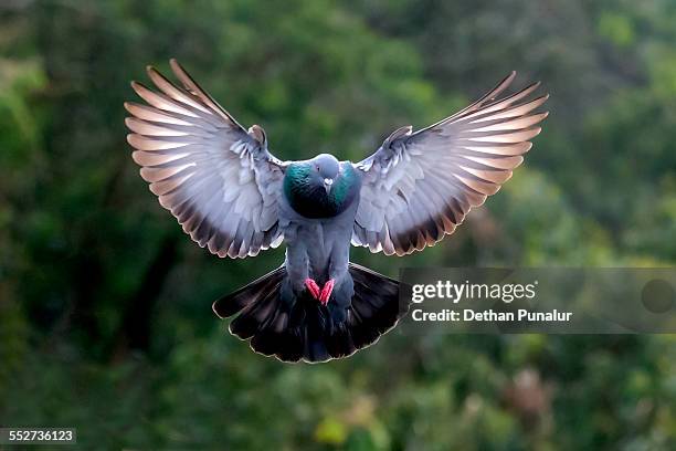 pigeon flying - many hands in air stock pictures, royalty-free photos & images