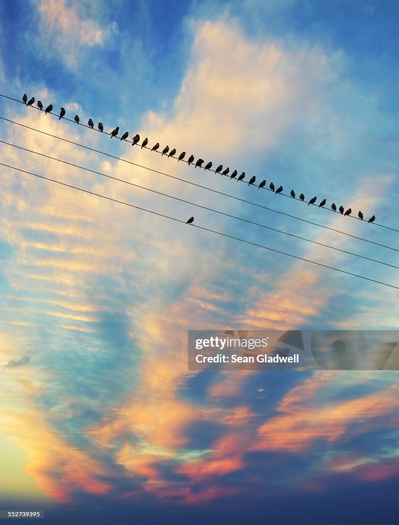 Birds on the wire