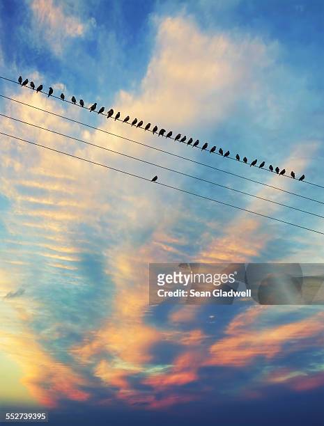 birds on the wire - telefonleitung stock-fotos und bilder