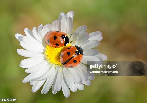 Multiple Ladybug Two Ladybugs Photos and Premium High Res Pictures - Getty Images