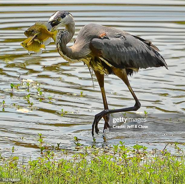 オオアオサギ ストックフォトと画像 - Getty Images