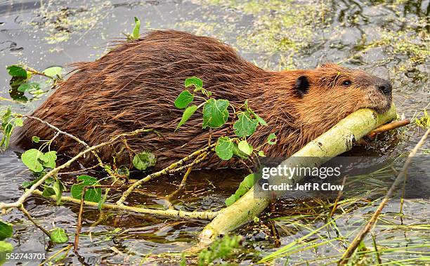 wild beaver working hard - beaver stockfoto's en -beelden