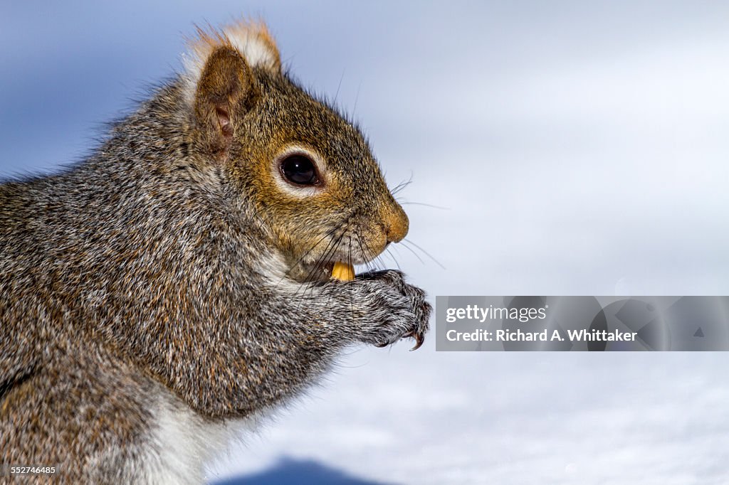 Grey Squirrel eating a peanut