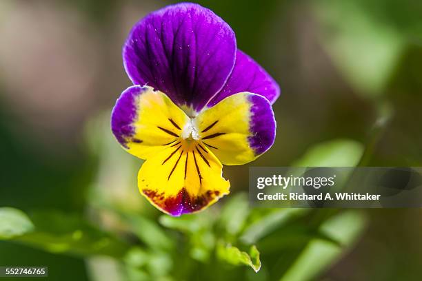 purple and yellow pansy in a garden - viola tricolor stock pictures, royalty-free photos & images