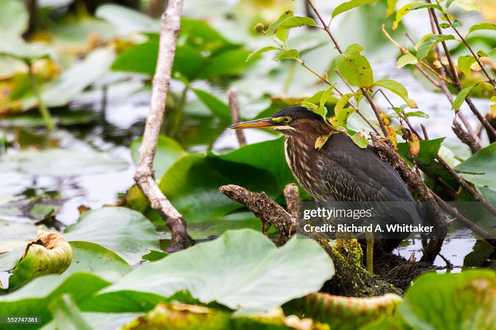 Green heron on the water