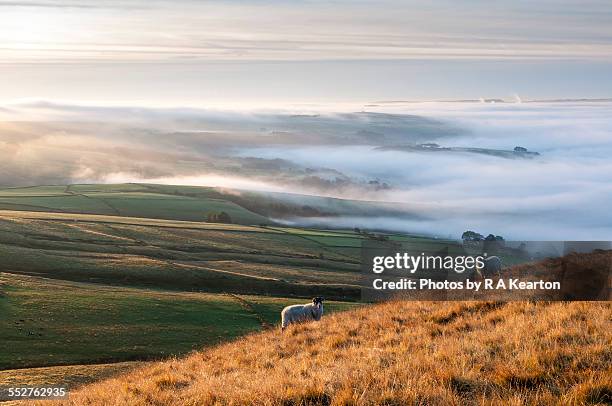 two sheep on a hillside on a misty morning - peak district national park stock pictures, royalty-free photos & images