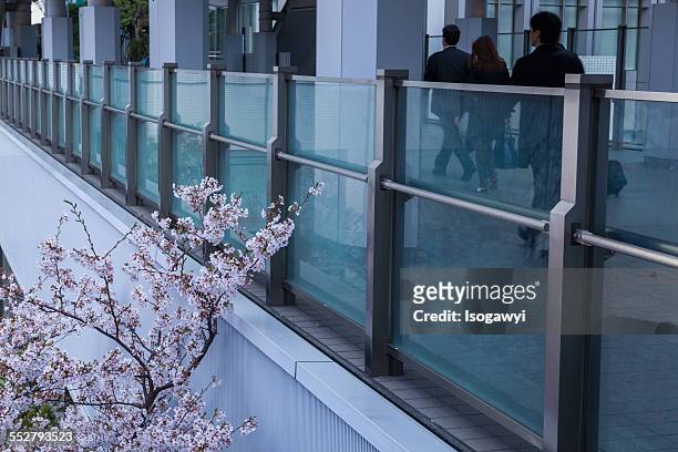 cherry blossoms watching over walkers - isogawyi foto e immagini stock