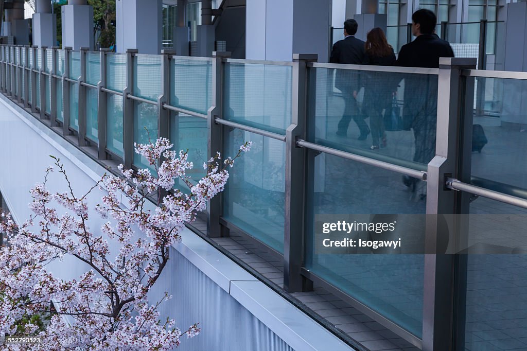 Cherry Blossoms Watching Over Walkers