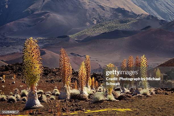 haleakala silversword grove - haleakala national park stock pictures, royalty-free photos & images