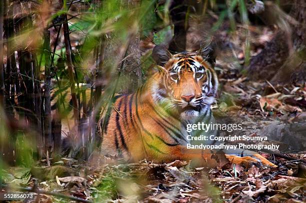 king of jungle - maharashtra stock pictures, royalty-free photos & images