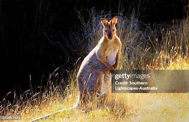 bennetts wallaby - wallaby foto e immagini stock