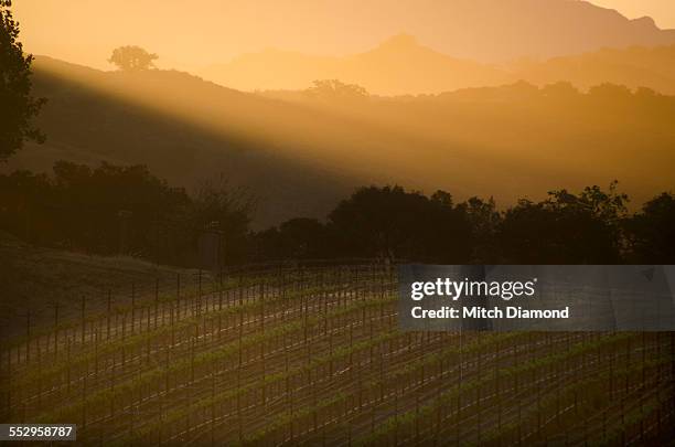 morning vineyards in santa ynez - サンタイネス ストックフォトと画像
