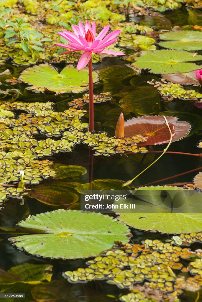 Lotus pond