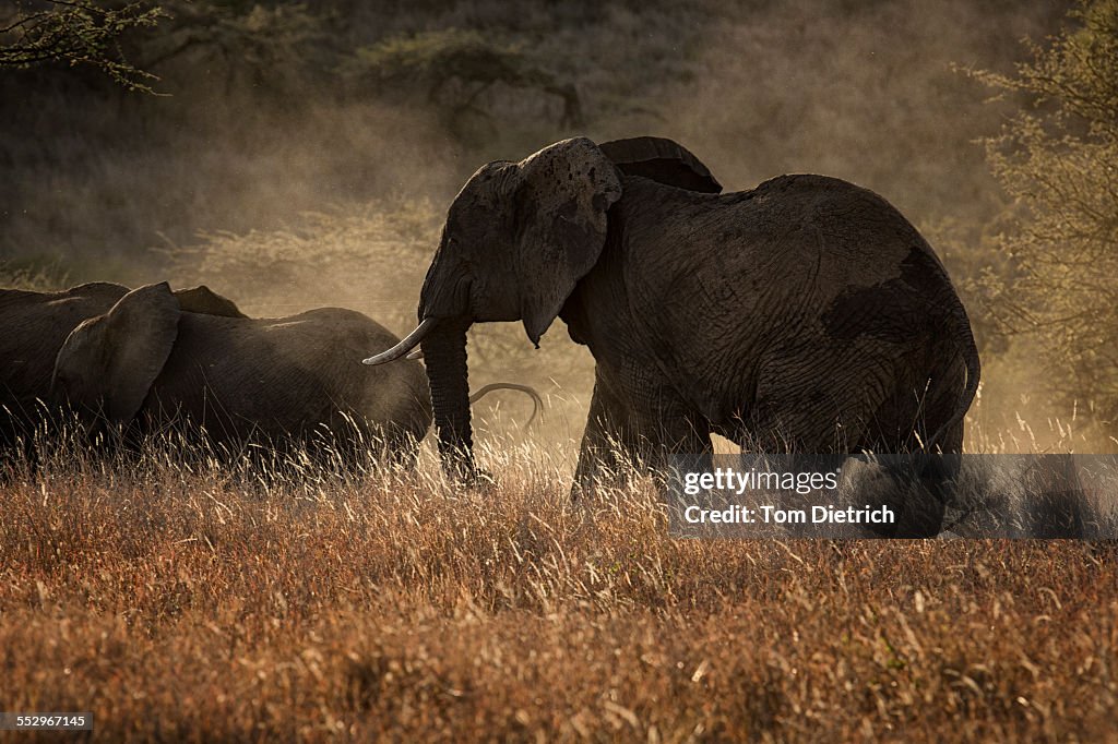 Elephants moving to feeding grounds