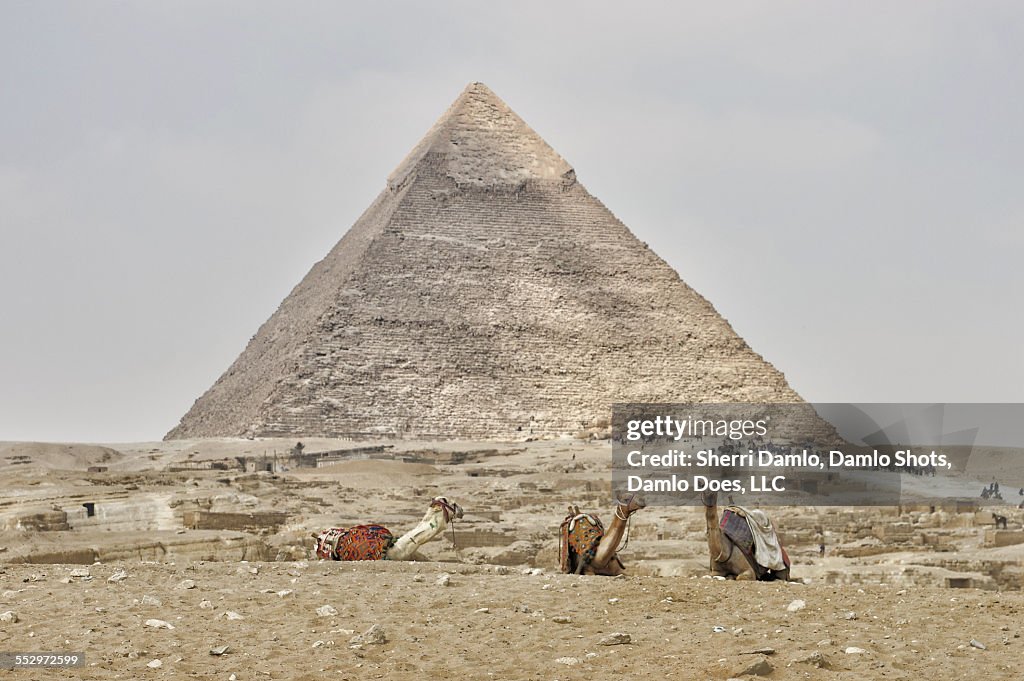 Camels at the base of the pyramids