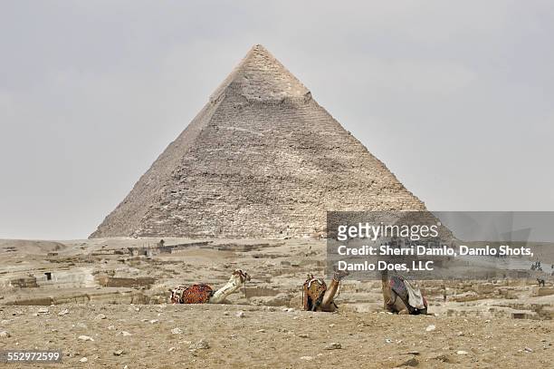 camels at the base of the pyramids - damlo does stockfoto's en -beelden