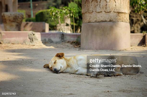 sleeping dog in egypt - damlo does stockfoto's en -beelden