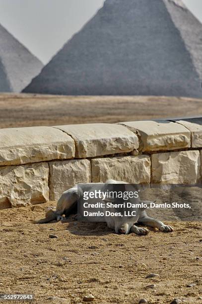 stray dog at the pyramids - damlo does stockfoto's en -beelden