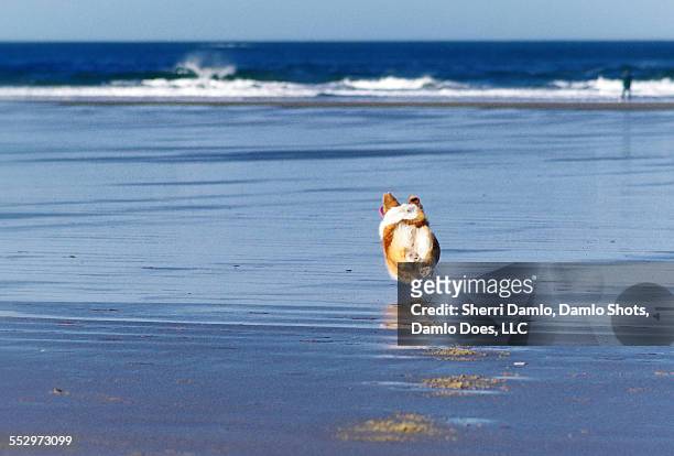 corgi running on the coast - damlo does stock pictures, royalty-free photos & images